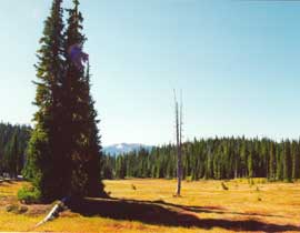 Landschaft im MtWashington Area